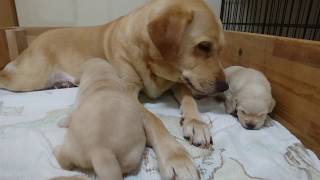 【モコムチ】ラブラドール赤ちゃん可愛すぎるので投稿します　Labrador retriever puppy growth