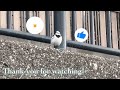 japanese pied wagtail and sparrow ハクセキレイとスズメたち december 9 2024