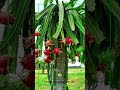 ഡ്രാഗണ്‍ ഫ്രൂട്ടിന് താങ്ങുകാലൊരുക്കാം dragonfruit fruit agriculture