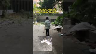 差点就和房子一起被拆掉的小猫～#我和流浪猫的故事 #好运猫 #传递正能量让世界充满爱