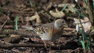 Brambling feeding on ground