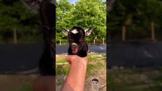 Most Funny and Cute Baby Goat Videos Compilation