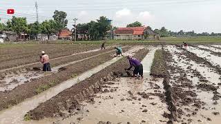 Pentingnya Pengolahan Tanah untuk Tanaman Padi