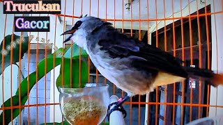 Trucukan Gacor TARUNG ROPEL PANJANG Pancingan Trucukan Agar Bunyi Jadikan Burung Trucuk Gacor NYAUT