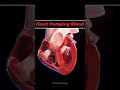 functioning of herat | 3d animation| best way to understand the human heart| subscibe for more❤️