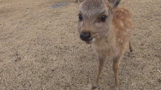 奈良公園　元気な小鹿ちゃん