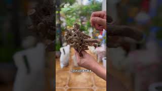 芍药和牡丹有啥区别？