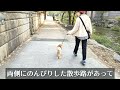 【愛犬と韓国の旅】ソウル・清渓川をお散歩しました！