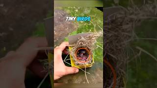 A Heartwarming Rescue: Man Saves Tiny Bird Chicks 🐦❤️