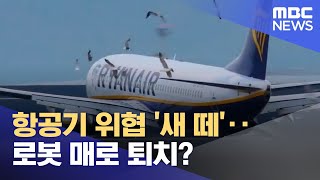 항공기 위협 '새 떼'‥로봇 매로 퇴치? (2023.04.25/뉴스투데이/MBC)