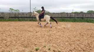 ICARO - 2013 Lusitano Buckskin Gelding in Texas