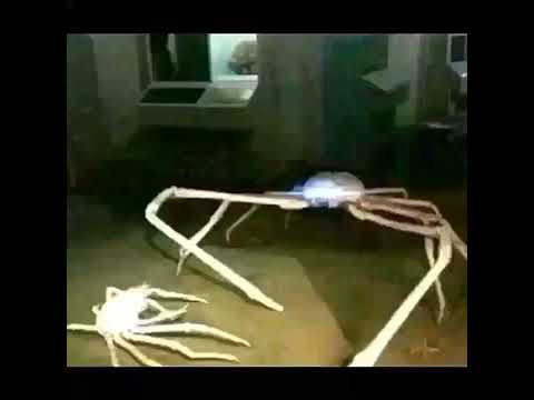 Crab Meme Youtube
