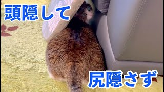 頭隠して尻隠さずのお見本みたいな猫。vol.625