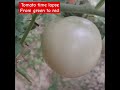 Time Lapse of Tomato ❤️‍🔥#homegarden #timelapse #tomato #homeharvest #vegetableharvesting #trending