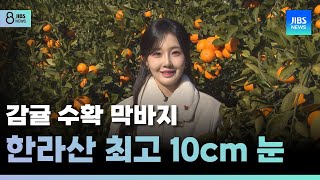 감귤 수확 막바지...한라산 최고 10cm 눈 /JIBS/제주/2024.12.27