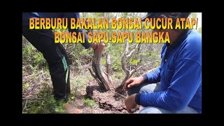 Berburu bakalan bonsai cucur atap yang super super