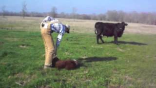 Tagging A Calf