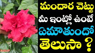 మందార చెట్టు మీ ఇంట్లో ఉంటే ఏమౌతుందో తెలుసా ? || Mandara Chettu