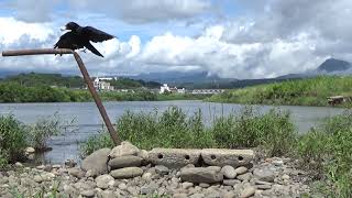 a144　大分川　水辺の餌場　アオイ（ハシボソガラス）Oita River　Waterfront Feeding Area　AOI (Wild Carrion Crow)