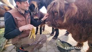 Erdlingshof: Bruno feiert seinen 14. Rinder-Geburtstag