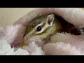 シマリス チロと飼い主のお布団作り　chipmunk chiro and the owner s bed making