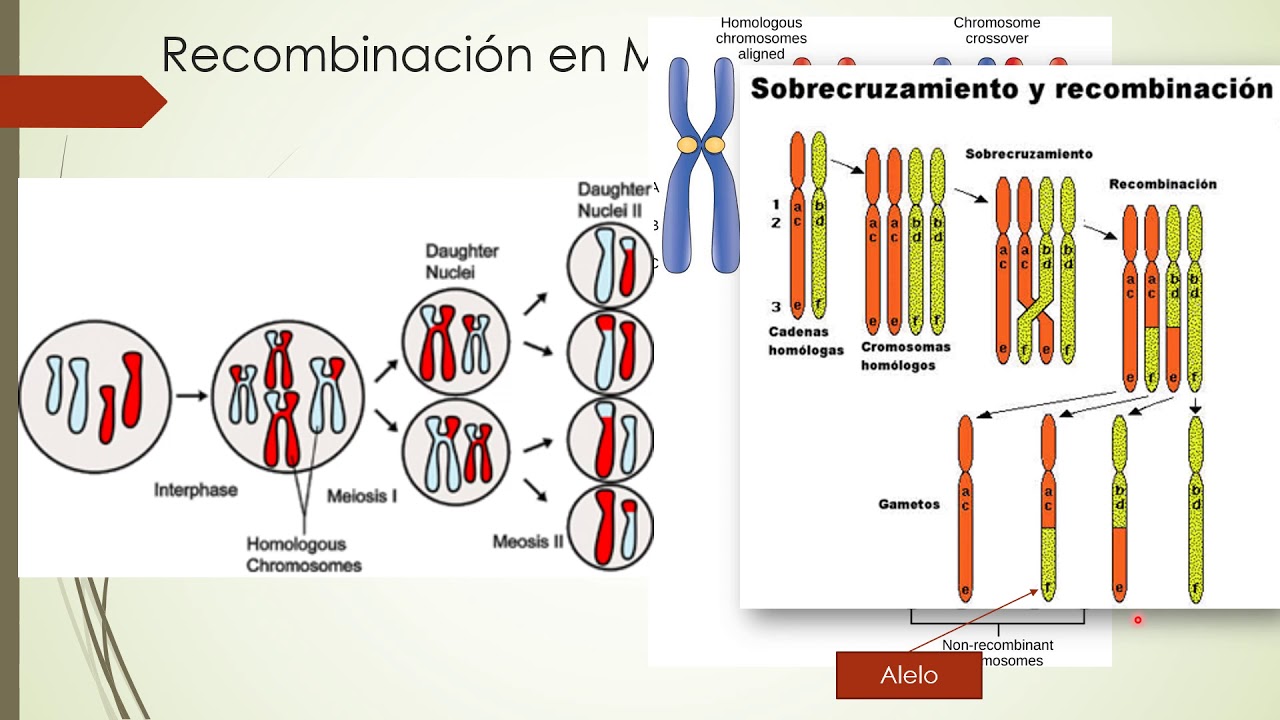 Recombinación Genética - YouTube