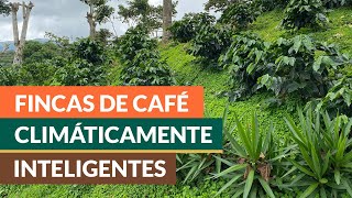 Diseños de plantaciones de café con prácticas climáticamente inteligentes