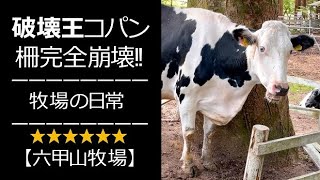 破壊王コパンちゃんのお仕事【六甲山牧場】#shorts