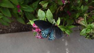 Mighty Monarchs at the Garden