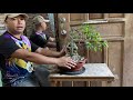 repotting of ficus benjamina literati