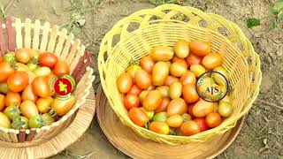 চেরি টমেটোর বাণিজ্যিক আবাদ-tomato cultivation || বাংলার কৃষি || Episode-1463