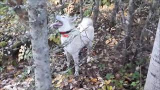 Hunting bear with dogs, West Siberian Laika treeing bear.