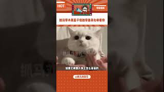 退一万步讲，上帝就不能让小猫开口说人话吗#猫咪 #可爱 #暖心#shorts