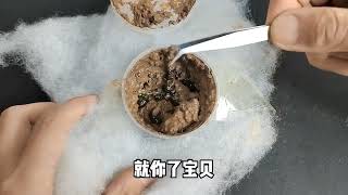 把水蛭切成两半，真的还能活一个月吗？