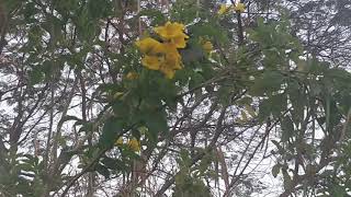 Purple Sapphire Sunbird 's  Song in Spring Season. Birdwatching at The Greens Dubai.