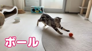 ボールと猫【アメショ】