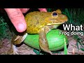 Catch the funny frog | Boing boing the frogs how catch frogs funny | Animal Frog Survival funny