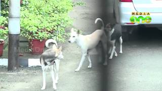 Sterilization of stray dogs starts in Thiruvananthapuram