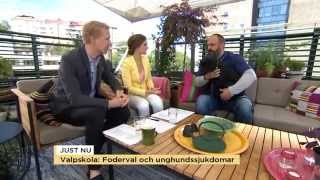 Valpskola: Foderval och unghundssjukdomar - Nyhetsmorgon (TV4)