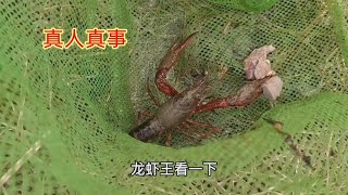 一口荒废了30年的野塘，没想到里面的小龙虾泛滥成灾，抓得真过瘾