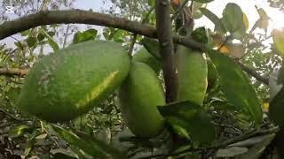 এই সময়ের কৃষকদের ফসলের মাঠ _The farmers crop fields in this season