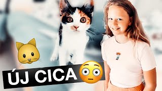 PANNA KAPOTT EGY KISCICÁT 🐱😳