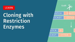 Restriction Enzyme Cloning: How It Works, Pros, and Cons