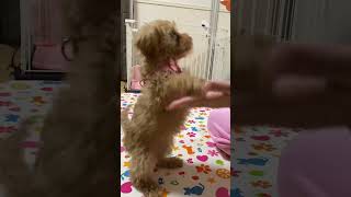 お手と言うと踊っちゃう子犬 #shorts