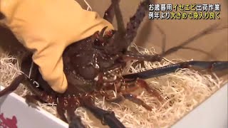 お歳暮用のイセエビ　出荷が本格化　今年は大きめで身入りが良く　三重県鳥羽市 (24/12/01 12:01)