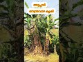 അട്ടപ്പാടി നേന്ത്രവാഴ കൃഷി 💚 short video subscribe