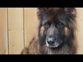 Long Haired German Shepherd Makeover | Beautiful Dog