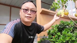 找到了！柠檬不招虫的方法！柠檬挂果的方法！特别适合新手