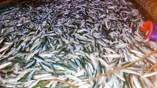 Biyaya ng Karagatan🐟 | Halos Di Namin Mahila Ang Lambat (TONILADA) Night Fishing