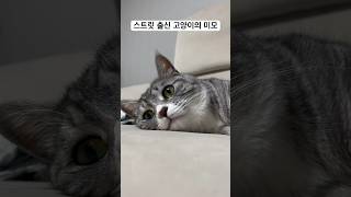 스트릿출신 고양이의 미모…🌿 #cat #cutecat #개냥이 #고양이 #고양이일상 #shortvideo #shorts